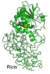 Ricin Toxin